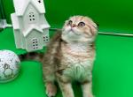 Lulu - Scottish Fold Kitten For Sale - Gaithersburg, MD, US