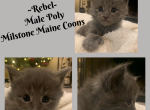 Litter R - Maine Coon Kitten For Sale - Wichita Falls, TX, US