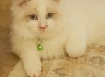 Anaheim Ragdolls Last Female Available - Ragdoll Cat For Sale - Anaheim, CA, US