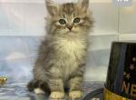 Ira - Siberian Cat For Sale - Clintwood, VA, US