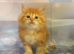 Jeremiah - Siberian Kitten For Sale - Clintwood, VA, US