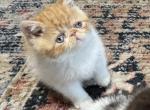 Can go home today - Exotic Kitten For Sale - Miami, FL, US