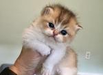 Nitro Scottish Fold Straight Golden Bicolor Male - Scottish Fold Kitten For Sale - Odessa, FL, US