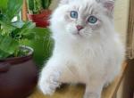 Eugenium - Siberian Cat For Sale - Brighton, CO, US