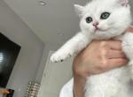 Silver Shaded Girls n boy - British Shorthair Cat For Sale - Fontana, CA, US