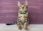 Flash - Bengal Cat For Sale - Brighton, CO, US