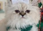 Mia33 - Himalayan Kitten For Sale - Worcester, MA, US
