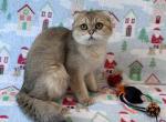 Scottish fold girl - Scottish Fold Cat For Sale - Minneapolis, MN, US
