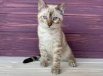 Snow - Bengal Cat For Sale - Brighton, CO, US