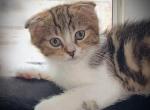 NEVEAH SPECIAL CROSS PRINTED KITTEN - Scottish Fold Cat For Sale - San Jose, CA, US