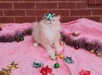 Skittles Cream Solid Mitted - Ragdoll Cat For Sale - Glendale, AZ, US