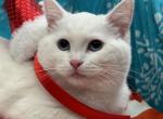 Pure snow white girl - American Shorthair Kitten For Sale - Newport Beach, CA, US