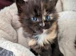 Mistletoe - Maine Coon Kitten For Sale - Seattle, WA, US