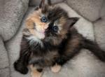 Merry - Maine Coon Kitten For Sale - Seattle, WA, US