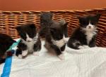 Pedigree Litter D  kittens Maine coon - Maine Coon Kitten For Sale - New York, NY, US