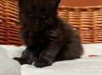 Girl Mainecoon pedigree cattery to you - Maine Coon Kitten For Sale - 