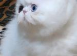 ODD EYED WHITE EXOTIC SHORTHAIR CFA REG PKD NEG - Exotic Kitten For Sale - Tarentum, PA, US