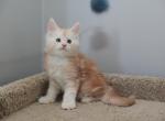 Barney - Maine Coon Kitten For Sale - NY, US