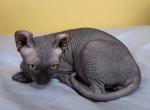 Leo - Sphynx Kitten For Sale - Vernon Hills, IL, US