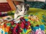 Munchkins - Munchkin Kitten For Sale - Denver, CO, US