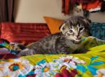 Scottish folds - Scottish Fold Kitten For Sale - Denver, CO, US