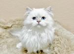 British colorpoint blue eyed female kitten - British Shorthair Cat For Sale - Thornton, CO, US