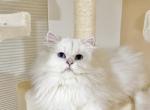 British blue eyed female kitty - British Shorthair Cat For Sale - Thornton, CO, US