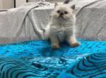 Talia 2nd litter - Ragdoll Kitten For Sale - Oklahoma City, OK, US