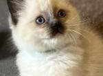 Charlie - Ragdoll Cat For Sale - Chambersburg, PA, US