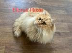 Rose - Siberian Cat For Sale - 
