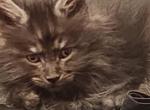 Miami - Maine Coon Cat For Sale - Gaylord, MI, US