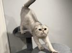 Scottish fold boy Turbo - Scottish Fold Cat For Sale - Minneapolis, MN, US