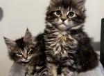 Bagira - Maine Coon Kitten For Sale - WA, US