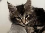 Brolga - Maine Coon Kitten For Sale - WA, US