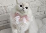 Gressy - Scottish Fold Cat For Sale - Cherkasy, Cherkasy Oblast, UA