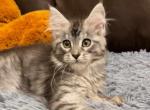 Nika - Maine Coon Cat For Sale - Brighton, CO, US