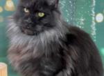 Sienna - Maine Coon Cat For Sale - Brighton, CO, US