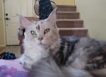 Layla of Asgard Koons - Maine Coon Cat For Sale - Fort Worth, TX, US