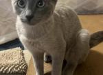 Seal pointe lilac Siamese Melody - Siamese Cat For Sale - Kissimmee, FL, US