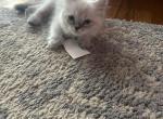 gizmo - Himalayan Cat For Sale - Mount Prospect, IL, US