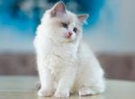 Zlata - Ragdoll Kitten For Sale - Miami, FL, US