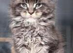 Quicksilver - Maine Coon Kitten For Sale - Houston, TX, US