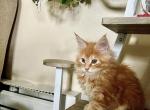 Boja - Maine Coon Kitten For Sale - WA, US