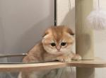 Goldfish - Scottish Fold Kitten For Sale - Houston, TX, US