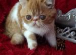 Velvet - Exotic Cat For Sale - Lemont, IL, US