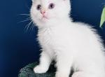 British shorthair kitten with blue eyes purebred - British Shorthair Cat For Sale - Boston, MA, US