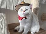 Casper BSH - British Shorthair Kitten For Sale - Jacksonville, FL, US