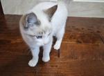 Remmy - Ragdoll Kitten For Sale - Dallas, TX, US