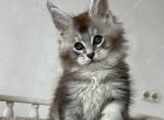 Ken - Maine Coon Kitten For Sale - Miami, FL, US