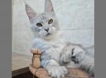 Yustas Polidactil - Maine Coon Cat For Sale - Miami, FL, US